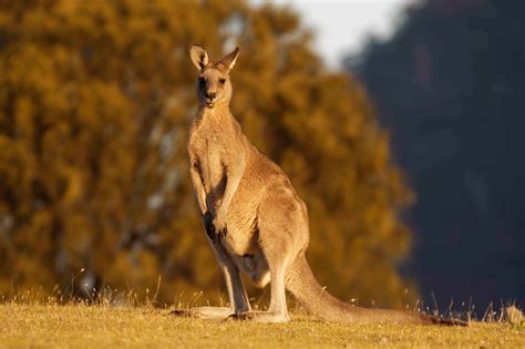 have they found the kangaroo in oshawa